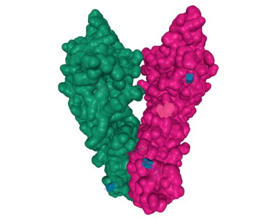 CD33