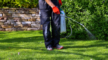 person spraying weeds