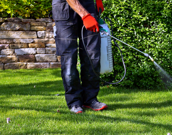 person spraying weeds
