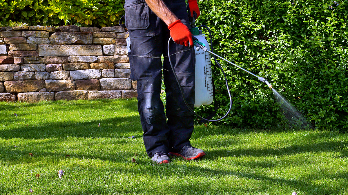person spraying weeds