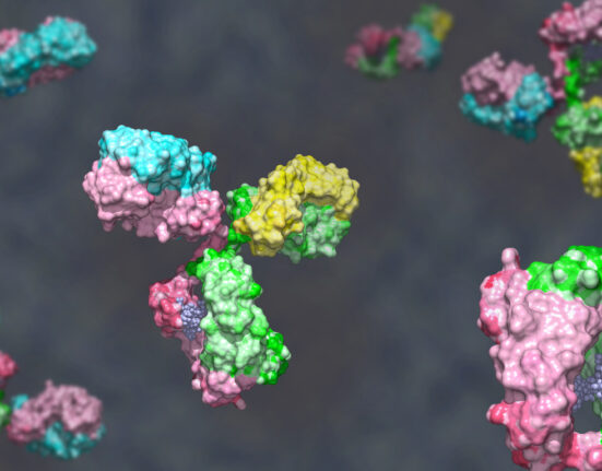 Bispecific antibody colored heavy chain in green and pink, light chain blue and yellow against gray background; glycosylated bispecific immunoglobulin engineered to target different antigens 3d render