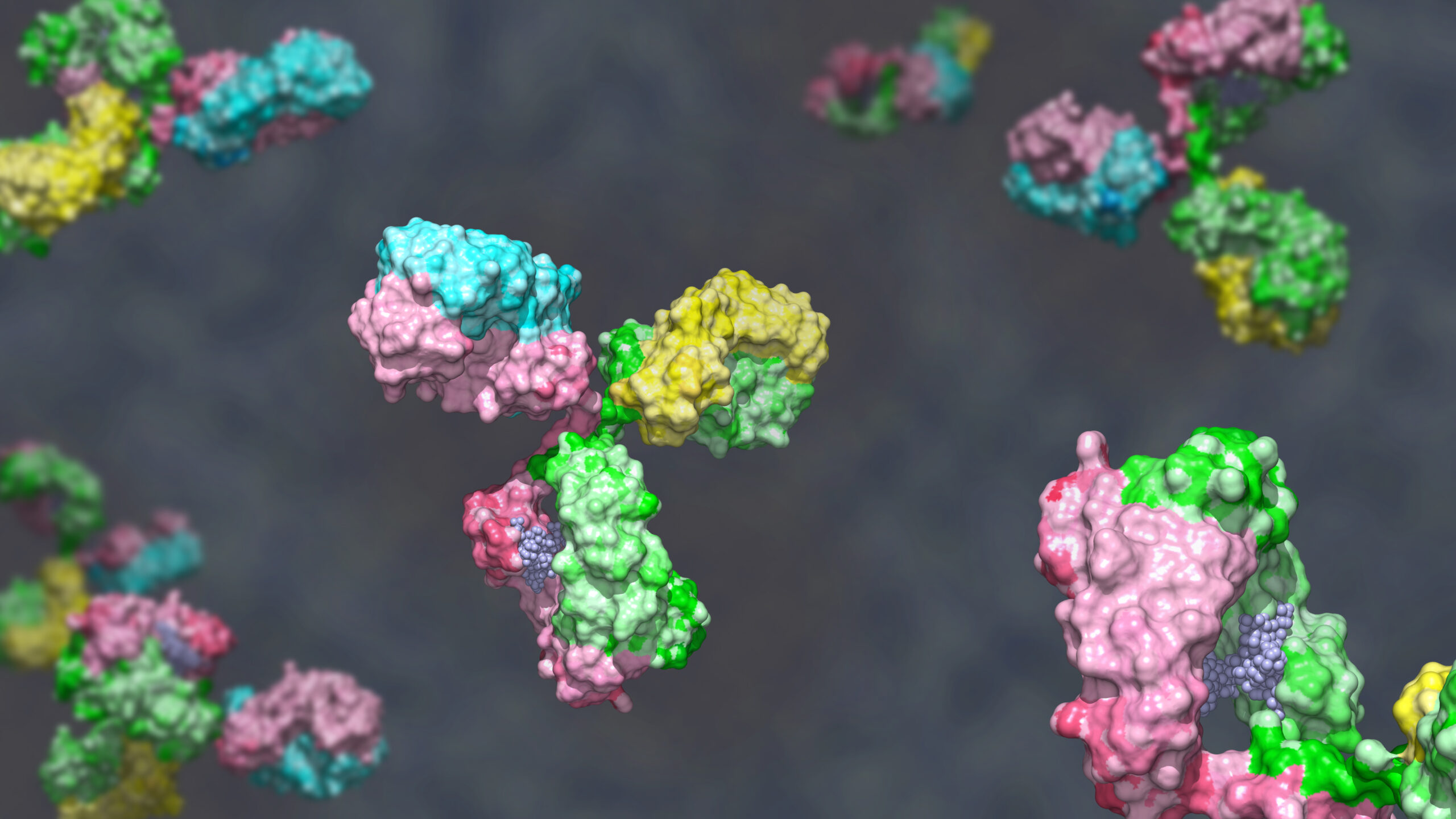 Bispecific antibody colored heavy chain in green and pink, light chain blue and yellow against gray background; glycosylated bispecific immunoglobulin engineered to target different antigens 3d render