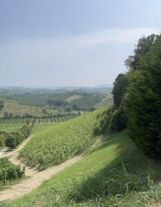 landscape of a vineyard in Milan