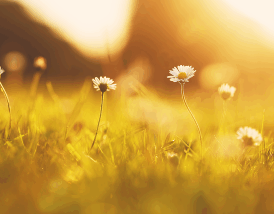 flowers in field