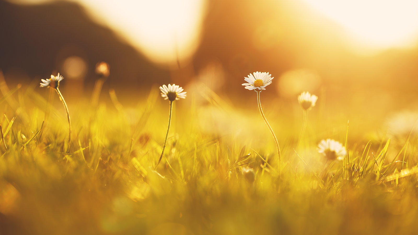 flowers in field